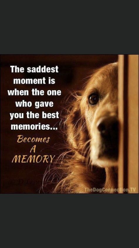 Dog Heaven Quotes, Dogs Quotes, Miss My Dog, Dog Poems, Dog Quotes Love, Heaven Quotes, Dog Heaven, A Golden Retriever, Losing A Dog