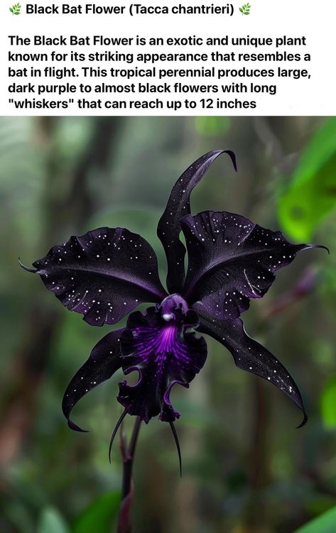 Goth Flower Garden, Goth Garden Flowers, Gothic House Plants, Unique Flowers Names, Goth Garden Decor, Goth Backyard, Dangerous Flowers, Gothic Plants, Witchy Flowers