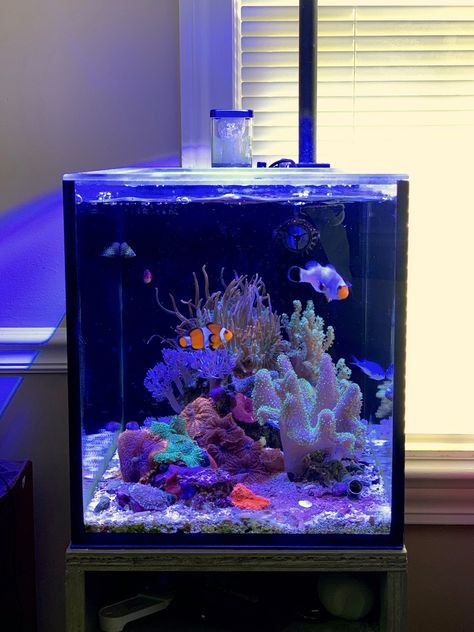 Cool Fish Tanks Ideas Unique, Fish Tank In Room, Reef Tank Ideas, Salt Water Aquarium Ideas, At Home Aquarium, Crystal Fish Tank, Aquariums Ideas, Fish Tank Aesthetic, Salt Water Fish Tank