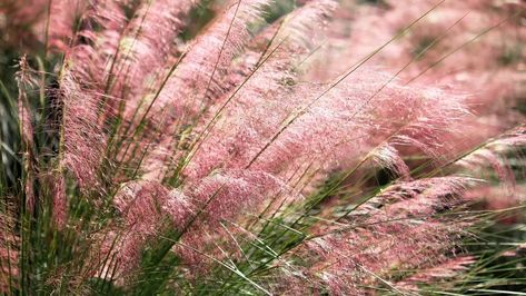 Native types of grass, like this colorful muhly grass, can make your lawn more colorful, sustainable, and welcoming to wildlife. Zen Rial / Getty ImagesTurn your yard into a living fireworks show while saving money, time, and nature. The post 9 native grasses that will revitalize your sad, water-wasting lawn appeared first on Popular Science. Zone 10 Plants, Full Sun Container Plants, Tall Ornamental Grasses, Perennial Grasses, Ornamental Grass, Zone 10, Types Of Grass, Southern Garden, Low Maintenance Garden