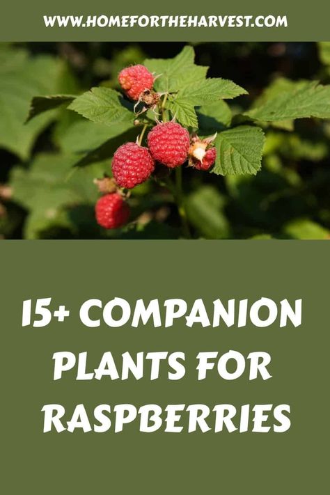 15+ companion plants for raspberries Strawberry Companion Planting, How To Plant Raspberries Bushes, Preserving Raspberries, Raspberry Companion Plants, Raspberry Bush Garden, Black Raspberry Plant, When To Transplant Raspberry Plants, Fruit Forest, Raspberry Plant