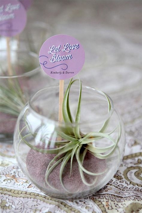 Mini Air Plant Terrarium Wedding favor Terrarium Wedding Favor, Terrariums Diy, Plant Wedding Favors, Wedding Diys, Terrarium Wedding, Mini Terrarium, Air Plant Terrarium, Best Wedding Favors, Colored Sand