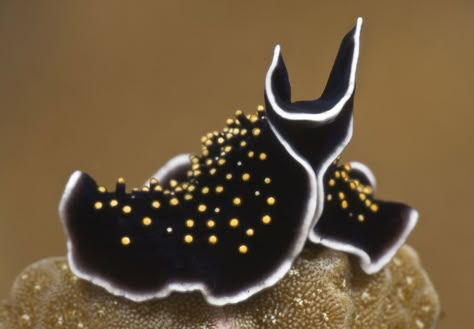 Sea Snails, Deep Sea Creatures, Underwater Photographer, Sea Snail, Sea Slug, Beautiful Sea Creatures, Photo Camera, Underwater Creatures, Underwater Life