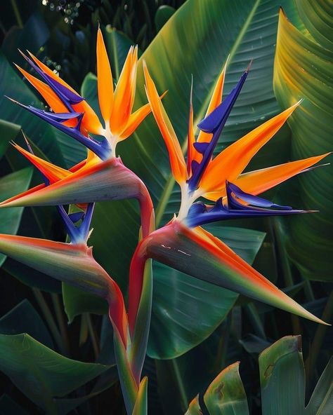 Strelitzia Reginae, Bird Of Paradise Flower, Bird Of Paradise Plant, Paradise Plant, Birds Of Paradise Flower, Tropical Flower Plants, Bird In Flight, Unusual Flowers, Agaves