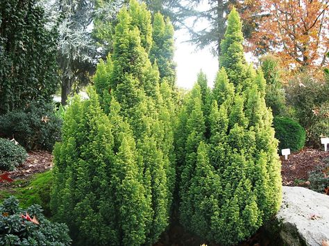 False cypress is a true wonder False Cypress, Conifers Garden, Mushroom Plant, Conifer Trees, Plant Problems, Fertilizer For Plants, Clay Soil, Soil Improvement, Foliage Plants