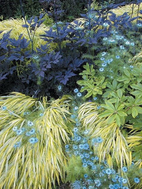 Hakenochloa Macra, Chaotic Garden, Nigella Damascena, Plant Combos, Formal Garden Design, Japanese Forest, Perennial Border, Landscape Designs, Blue Garden