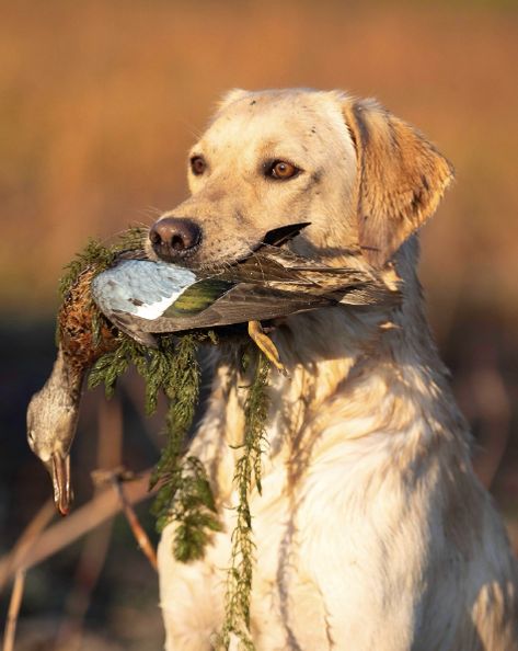 Retrieving is in a labrador's DNA, and when hunting, they concentrate on marking the location of downed birds or retrieving them from water or dense brush. Their focus is sharp as they wait for the signal from their human companions to retrieve the downed game. Hunting Labrador Retriever, American Labrador, Group 8, Hunt Club, Water Dog, Painting Landscape, Oil Painting Landscape, Dog Breeds, Labrador Retriever