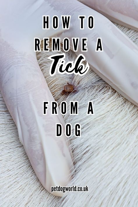 Learn how to safely remove a tick from your dog, ensuring their health & wellbeing. Get advice on tools, techniques & preventative measures Removing Ticks From Dogs, How To Remove Ticks From Dogs, Tick Removal Dog, Deer Ticks, Ticks On Dogs, Tick Removal, Dog World, Dog Information, Dog Info