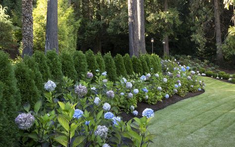 Mass Planting: The Simplest Way to Make an Impact Arborvitae Hedge, Arborvitae Landscaping, Shrubs For Borders, Emerald Green Arborvitae, Monrovia Plants, Fountain Grass, Plant Catalogs, Hydrangea Macrophylla, Landscape Plan