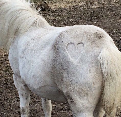 White Horse, A Heart, Hair, White, Instagram