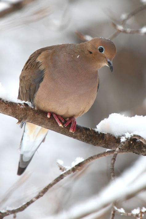 Mourning Dove (Zenaida macroura) perch on telephone wires and forage for seeds on the ground; their flight is fast and bullet straight. Their soft, drawn-out calls sound like laments. When taking off, their wings make a sharp whistling or whinnying. Animal Dictionary, Brown Dove, Morning Dove, Two Turtle Doves, Dove Hunting, Pigeon Breeds, Dove Pigeon, Turtle Doves, Turtle Dove