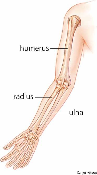 Radius (radial bone) - The shorter of the two long bones of the forearm, extending from the elbow to the wrist; it is the bone on the thumb side of the arm. Elbow Bone Anatomy, Arm Bone Structure, Arm Bone Anatomy, Arm Bones Anatomy, Humerus Bone Anatomy, Radius And Ulna Anatomy, Long Bone Anatomy, Arm Bones Drawing, Ulna Anatomy