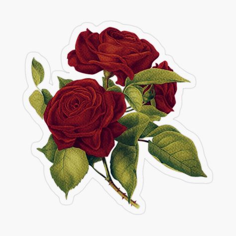 Aesthetic Red Stickers, Red Stickers Aesthetic Printable, Vintage Red Stickers, Red Stickers, Rose Sticker, Aesthetic Vintage Flower Sticker, Rose Stickers Printable, Realistic Rose Drawing, Red Rose Sticker