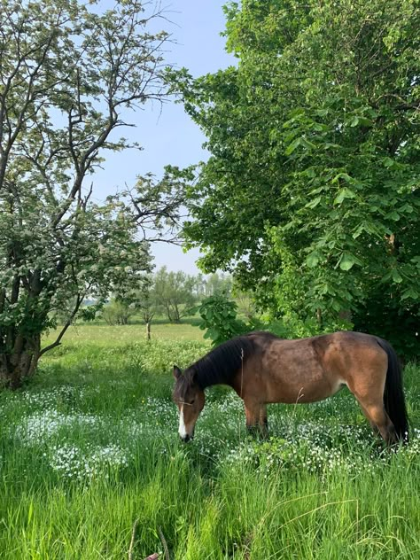 Horses Countryside, Horses In A Pasture, Cob Horse Aesthetic, Horses In Autumn, Countryside Horse Aesthetic, Paddock Paradise, Best Riddle, Horse Aesthetic, Equestrian Life