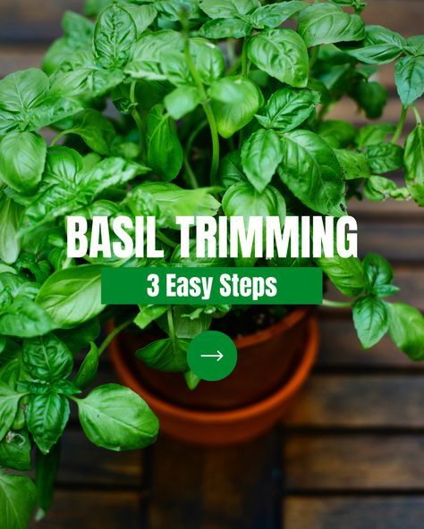 Bring your BASIL to the next level with these easy basil trimming tips! 🌿✂️ Here are three simple steps to help you keep your basil plants healthy and productive: 1️⃣Find the stem you want to trim 2️⃣Cut just above the second set of leaves 3️⃣Repeat for any other stems you want to trim It's that easy! Plus, trimming your basil regularly will help it grow fuller and more flavorful. Picking Basil Leaves, Seed Hacks, How To Trim Basil, Basil Ideas, Uses For Basil, Basil Plant Indoors, Herbs Storage, Growing Basil Indoors, Preserving Basil