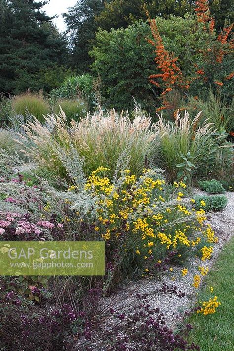 Stipa calamagrostis, Aster linosyris ... Stipa Calamagrostis, Plant Photography, Garden Plants, Gap, Stock Photos, Plants, Photography