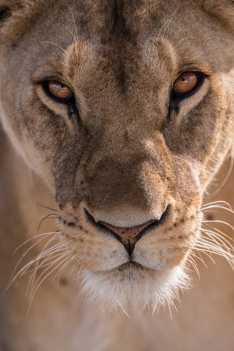 Lioness Images, Female Lion, National Cat Day, Lions Photos, Lion And Lioness, Lion Love, Lion Images, Lion Pictures, Cat Day