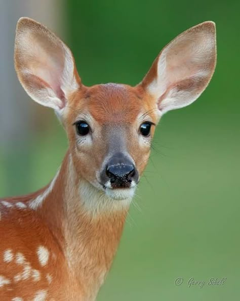 Deer Photos Photography, Animals For Reference, Deer Facing Forward, Drawing Reference Animals Photos, Art Reference Animals Photos, Wildlife Reference Photos, Deer Close Up, Wild Animal Photography, Animal Portrait Photography