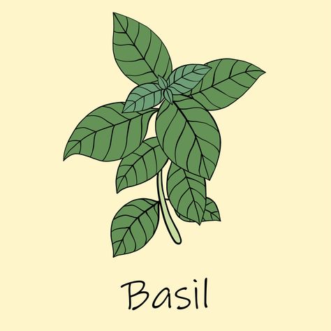 Doodle freehand sketch drawing of basil. 3527877 Vector Art at Vecteezy Basil Plant, Line Drawings, Plant Drawing, Macrame Plant Hanger, Plant Hanger, Line Drawing, Drawing Sketches, Easy Drawings, Decor Crafts