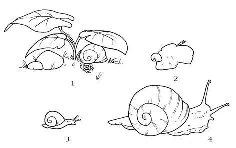 snail life cycle Snail Trail Tattoo, Snail Diagram, Snail Life Cycle, Snail Vector, Garden Snail Drawing, Teaching From Rest, Pond Snails, Grade 2 Science, Snail’s Trail Quilt