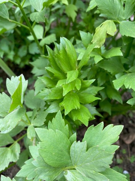 Lovage Plant, Homestead Gardening, Medicinal Herbs Garden, Garden Magic, Herbs Garden, Perennial Vegetables, Landscaping Inspiration, Homestead Gardens, Victory Garden