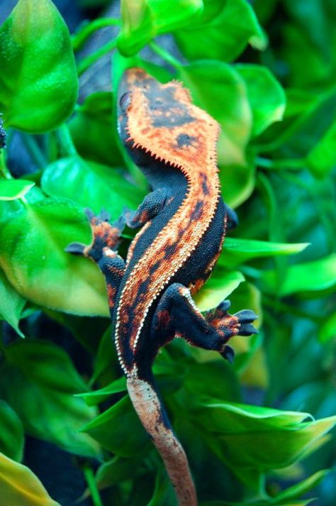 Halloween crested gecko Crested Gecko Morphs, Gecko Terrarium, Cute Lizard, Reptile Room, Cute Reptiles, Crested Gecko, Reptiles Pet, Reptiles And Amphibians, Animal Photo