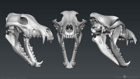 Skull Open Mouth, Open Mouth Drawing, Canine Skull, Dog Skull, Dinosaur Sketch, Wolf Sketch, Skull Reference, Skull Model, Skull Sculpture