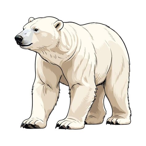 Cartoon Polar Bear, Polar Bear Clipart, Polar Bears, Polar Bear Cartoon, Polar Bear Illustration, Polar Bear Drawing, Bear Drawing, Bear Clipart, Bear Illustration