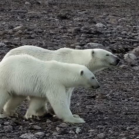 Polar Bear Video, Polar Bear Images, Kodiak Bear, Bear Couple, Bear Gif, Bear Artwork, Cute Polar Bear, Bear Pictures, White Bear