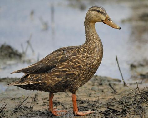 Mottled Duck male Male Duck, Bird Identification, Birdy, Beautiful Birds, Birds, Pasta, Animals, Quick Saves