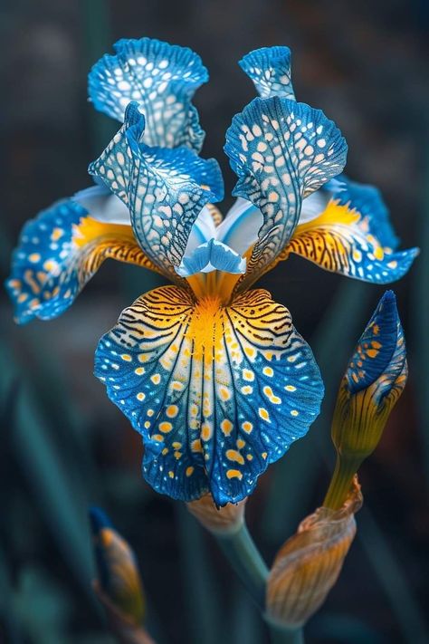 Unique Flower Photography, Amazing Flowers Unique, Dramatic Flowers, Blue Iris Flowers, Siberian Iris, Strange Flowers, Wonderful Flowers, Unusual Flowers, Unique Flower