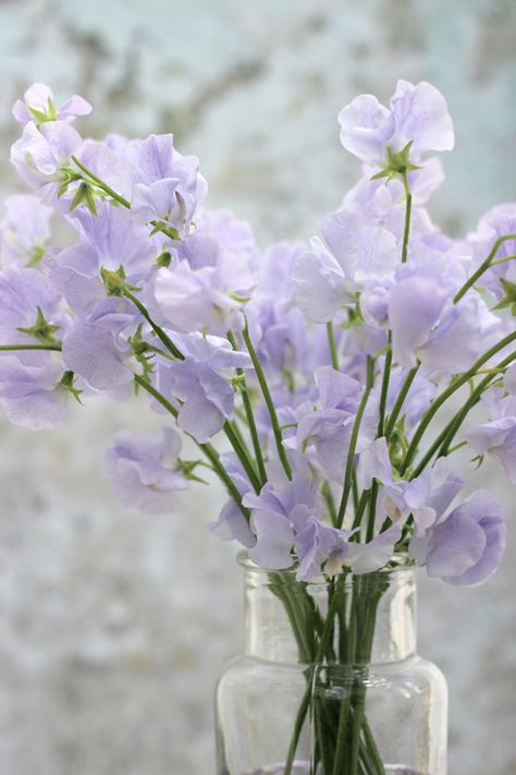 Creative with Flowers-# 42-Pale Purple Sweet Peas- Ingrid Henningsson-Of Spring and Summer Light Purple Wedding Flowers, Sweet Pea Wallpaper, Allium Flowers, Chanel Flower, Light Purple Flowers, Sweet Pea Flowers, Pea Flower, Pale Purple, Spring Pastels