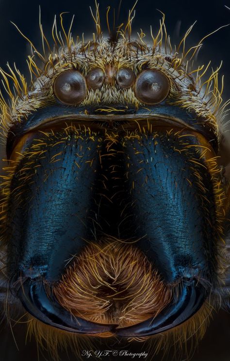 Australian Huntsman Spider, Spider Family, Huntsman Spider, Spider Face, Art Folio, Arthropods, Arachnids, Spiders, Perm