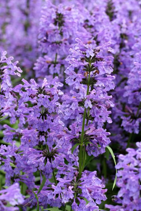 Short Hedge, Hyssop Essential Oil, Seed Garden, Herb Gardens, Seed Packaging, Purple Garden, Essential Oil Scents, Garden Girls, Hardy Perennials