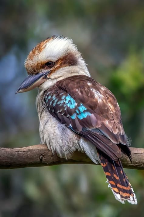 Kookaburra Photography, Kookaburra Art, Watercolor Painting Inspiration, Wild Birds Photography, Australian Tattoo, Bird Study, Birds To Paint, Seasonal Colour Analysis, Australian Fauna