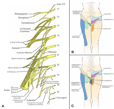 Pelvic Pain & Chronic Pelvic Pain- Ainsworth Institute Pelvic Congestion Syndrome, Pelvic Pain Relief, Pelvic Floor Muscle Exercise, Pelvic Girdle, Pelvic Floor Therapy, Pelvic Floor Dysfunction, Massage Therapy Techniques, Complex Regional Pain Syndrome, Leg Pain