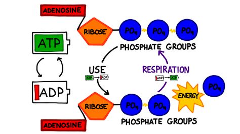 The ATP Cycle Atp Biology, Biology Diagrams, Newspaper Design Layout, Cellular Respiration, School Goals, Ap Biology, Teaching Biology, Science Notes, Biology Notes