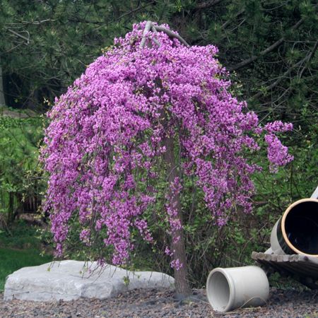 Weeping Redbud Tree, Weeping Redbud, Rising Sun Redbud, Eastern Redbud Tree, Redbud Trees, Crepe Myrtle Trees, Spring Flowering Trees, Cercis Canadensis, Weeping Trees