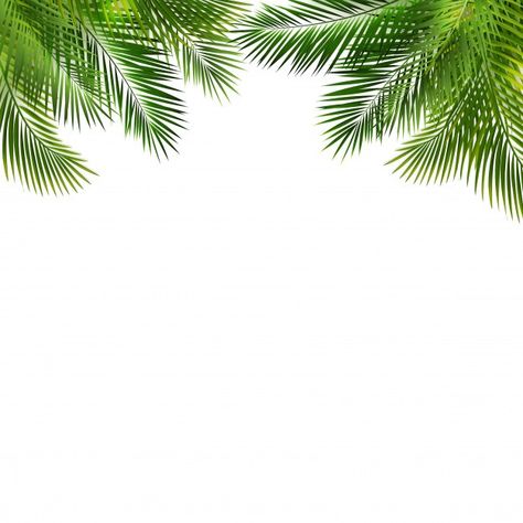 White Nature Background, Trending Background, Leave Background, Palm Leaf Background, Palm Leaves Background, Green Nature Background, Green White Background, Palm Background, Background Leaf