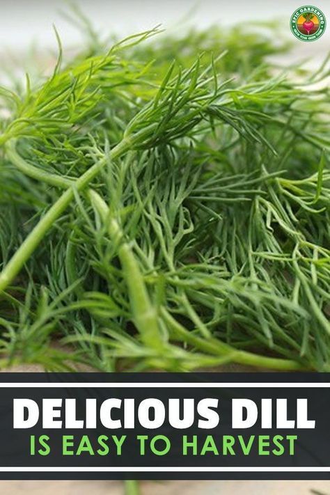 How To Harvest Herbs From Garden, Growing Dill Outdoors, How To Harvest Dill, Dry Dill How To, Dill Plant How To Grow, Harvesting Dill, How To Harvest Dill Fresh Herbs, Harvest Dill, Drying Fresh Herbs