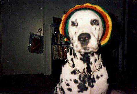 Lou dog <33 #rastafari #Loudog Lou Dog, Dalmatian, Music