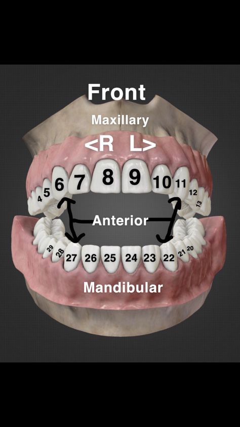 I’m new to the Dental Assisting world so I made this for myself to memorize the numbers of the teeth 😄 hope this helps someone!! dental dental assistant dentist dental hygiene teeth tooth teeth numbering tooth number number dental study study numbering helpful Dental Assistant Study Guide, Dental Assistant School, Dental Hygienist School, Dental Assistant Study, Dentist Assistant, Dental Hygiene Student, Dental Assisting, Dental World, Dental Assistant Gifts