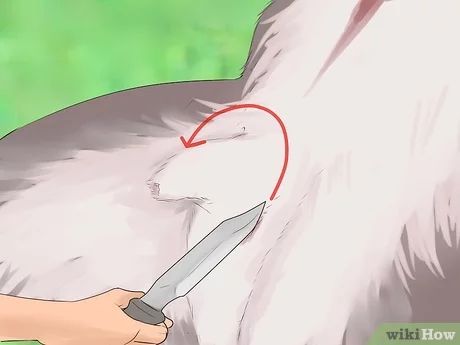 How to Dress a Deer (with Pictures) - wikiHow Field Dressing A Deer, Deer Butchering, Deer Processing, Bow Hunting Gear, Whitetail Deer Pictures, Field Dress, Hunting Stands, Deer Hunting Season, Hunting Property