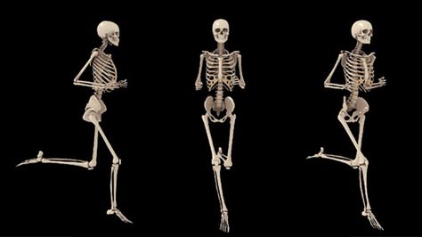 Skeleton Running Jogging  #videohive Skeleton Running, Anatomy Studies, Drawing Models, People Reference, Art Plan, Skeleton Drawings, Camera Angles, Skeletal System, Library Architecture