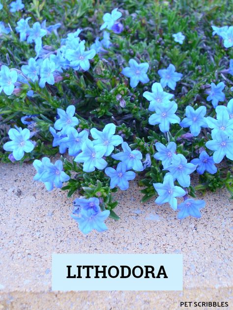 Lithodora is an evergreen perennial that blooms profusely in the Spring. The electric blue blossoms are tiny but pack a big punch in full bloom. Here's everything you need to know. #perennials #gardeningtips #gardenideas #springflowers #flowergarden #blueflowers Blue Flower Garden, Blue Flowering Plants, Blue Flowers Garden, Flower Garden Plans, Flower Pot Design, Perennial Flowers, Blue Plants, Garden Nursery, Flower Landscape