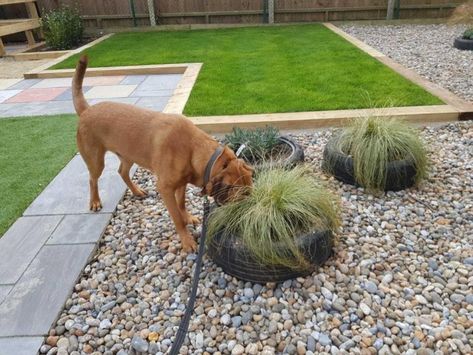 A NEW sensory garden has been created at the RSPCA animal rescue centre near Ringwood. Dog Area Ideas, Garden Design Ideas Uk, Outdoor Dog Area, Dog Friendly Garden, Dog Friendly Backyard, Dog Backyard, Small Outdoor Patios, Animal Rescue Center, Dog Playground