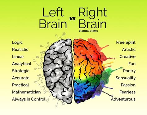 Emotional Brain Vs Logical Brain, Brain Anatomy And Function, Left Brain, Language Therapy Activities, Biology Facts, Brain Facts, Brain Anatomy, Mental Health Facts, Amazing Facts For Students