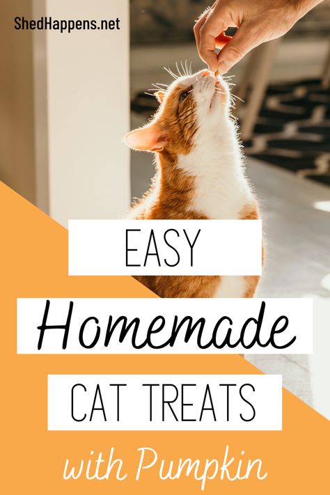 Cat Treats Homemade Healthy, Pumpkin Cat Treats, Diy Cat Treats Recipes, Pumpkin For Cats, Homemade Cat Treats, Homemade Cat Treats Recipes, Diy Cat Treats, Tuna Cat Treats, Benefits Of Pumpkin