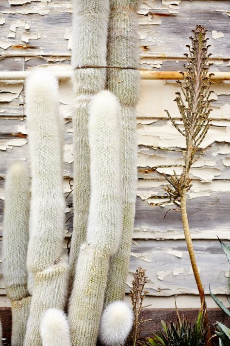 The General Store in San Francisco Martina Thornhill, Gray Gardens, White Cactus, Cactus Planta, Cowboy Theme, Cactus Succulents, Cactus And Succulents, Cactus Y Suculentas, Cacti And Succulents