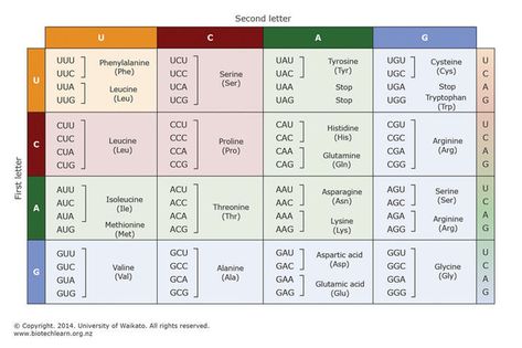 The genetic code is the cell’s ‘instruction manual’ for producing a protein from an mRNA sequence. Three-base-long sections of mRNA (codons) are ‘read’ in sequence at the ribosome. Each codon corresponds to a particular amino acid, which is added to the growing protein chain. Genetic Code Table, Genetic Code, Online Newsletter, Third Base, Science Learning, Ministry Of Education, Learning Science, Amino Acid, Biochemistry